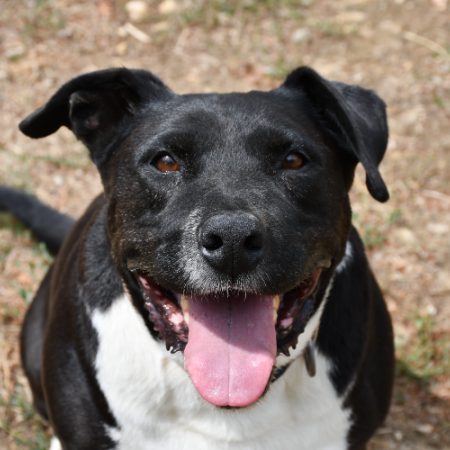 Fybie - Chien à adopter