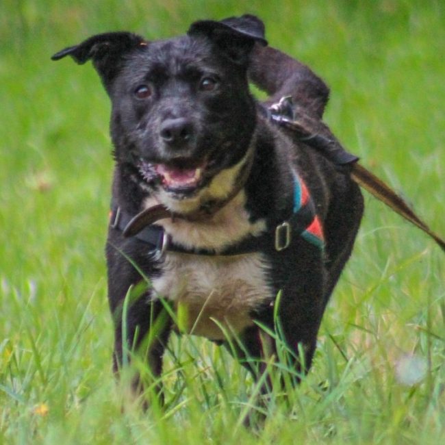 Fybie - Chien à adopter