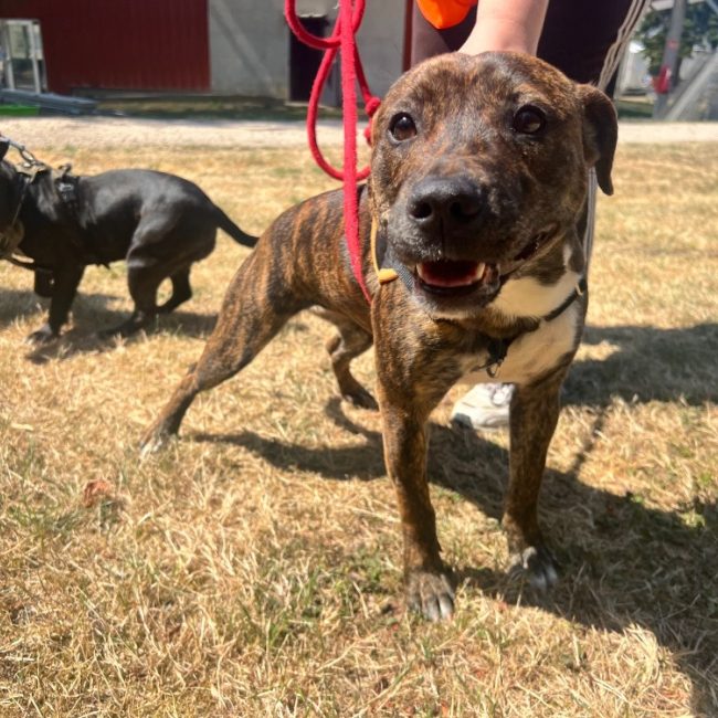 Bell - Chien Staffordshire Bull Terrier à adopter