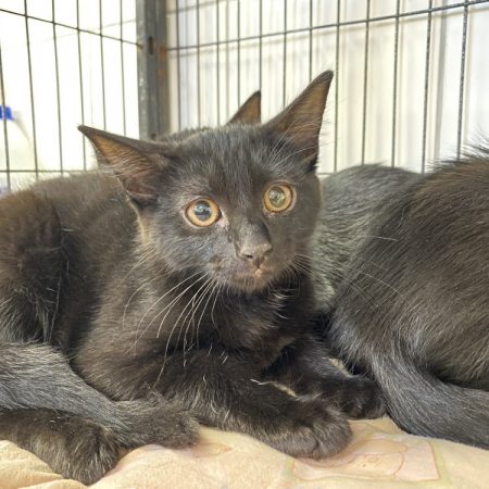 Rillette - Chat Européen à adopter