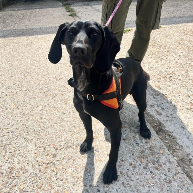 Emy - Chien Braque allemand à poil court à adopter