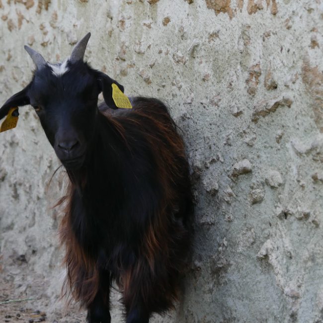 Lactis - Animal de ferme Chèvre à adopter