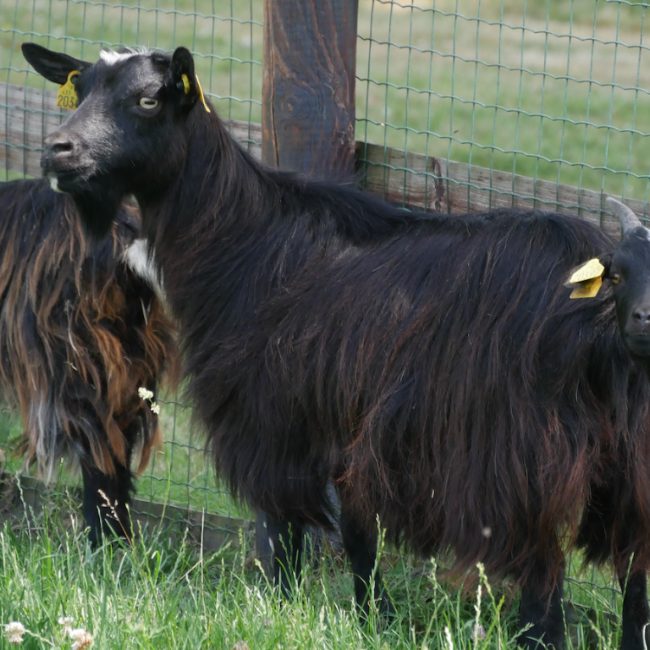 Venada - Animal de ferme Chèvre à adopter