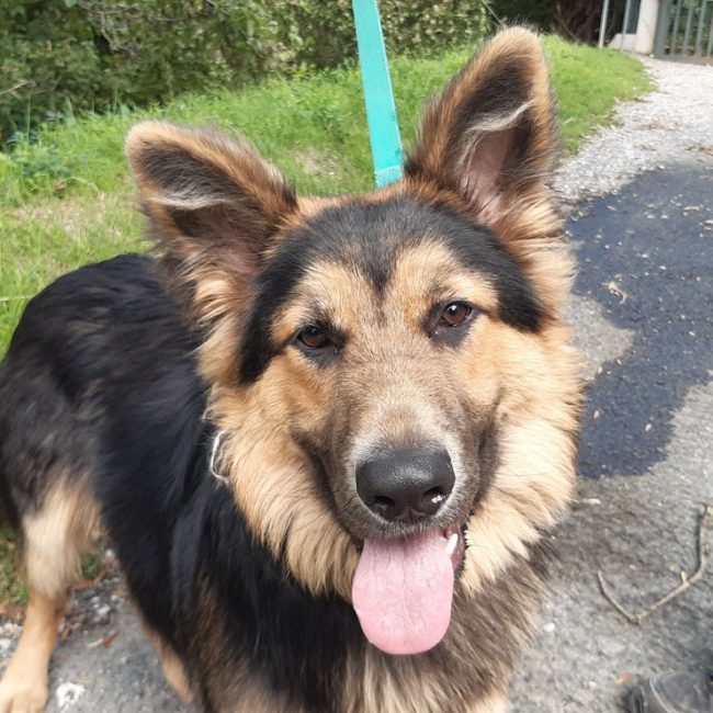 Black - Chien Berger Allemand à adopter