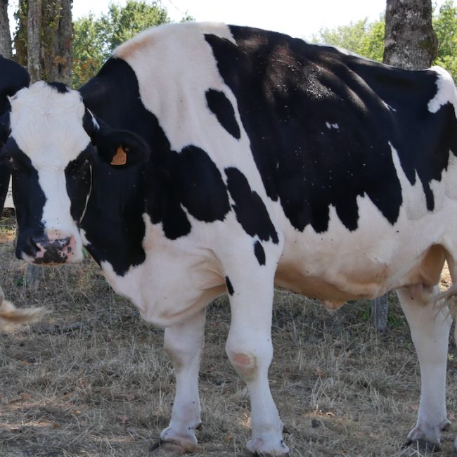 Salsa - Animal de ferme Vache à adopter