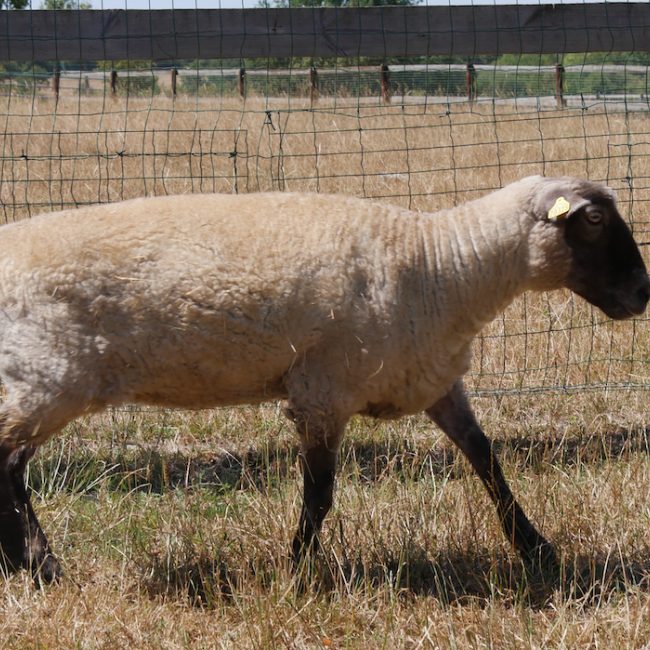 O'lie - Animal de ferme Mouton à adopter