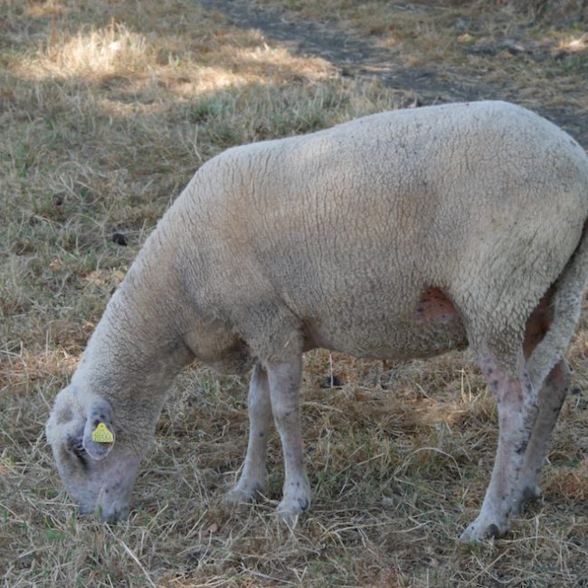 Gaufrette - Animal de ferme Mouton à adopter