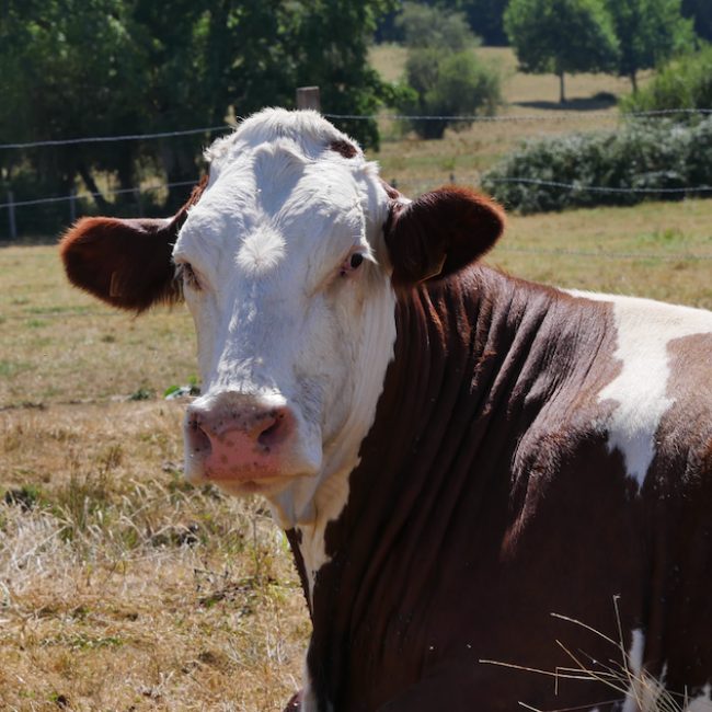 Estivale - Animal de ferme Vache à adopter
