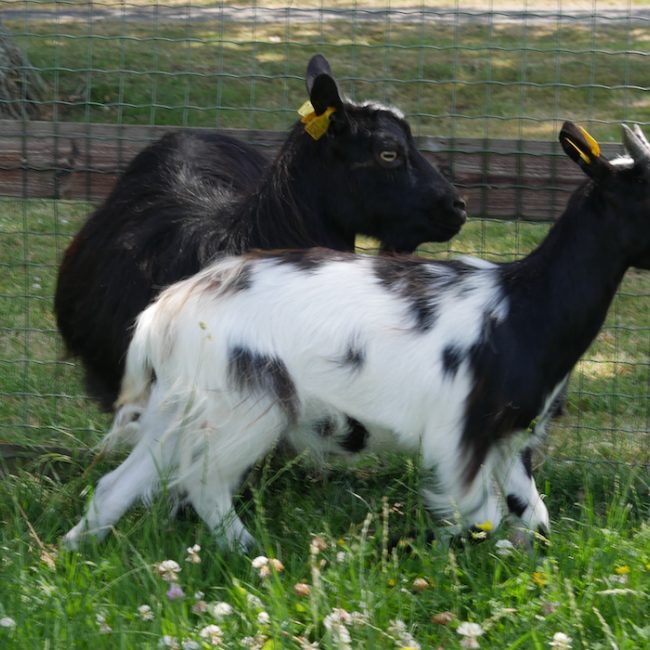Cow