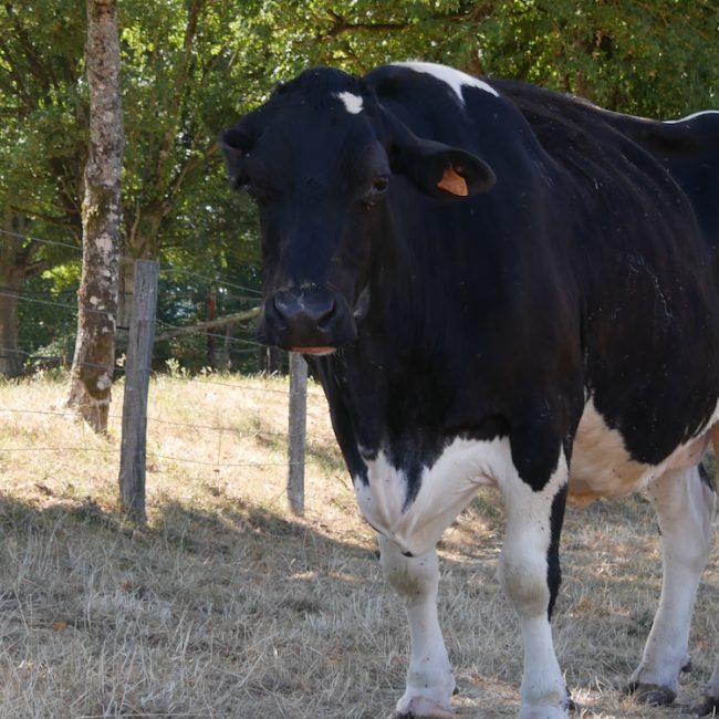ClÉdesprÉs - Animal de ferme Vache à adopter