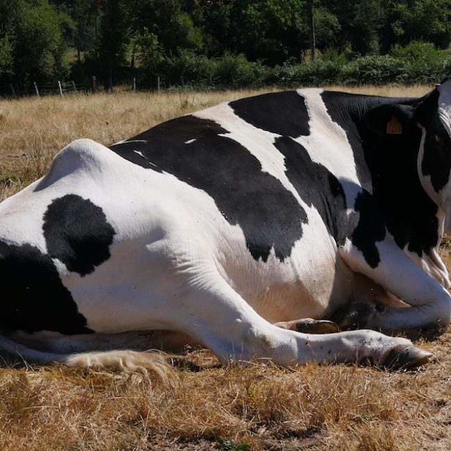 ClÉsdesneiges - Animal de ferme Vache à adopter