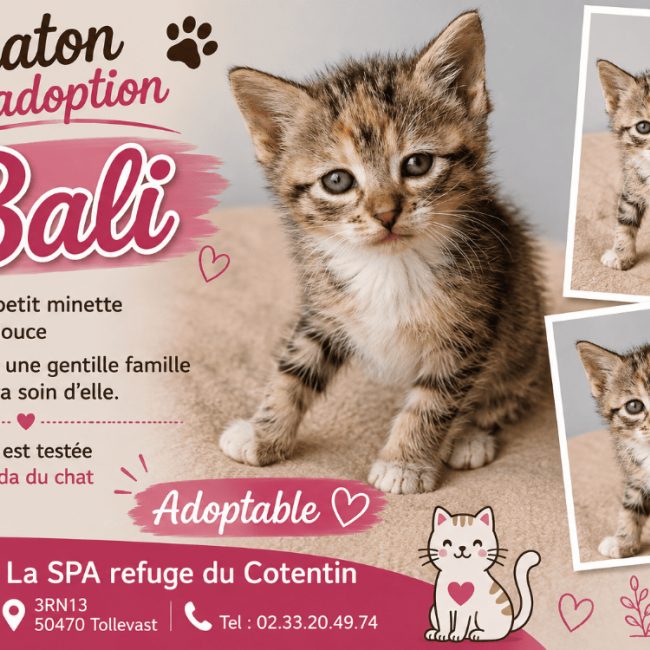 Bali réservé