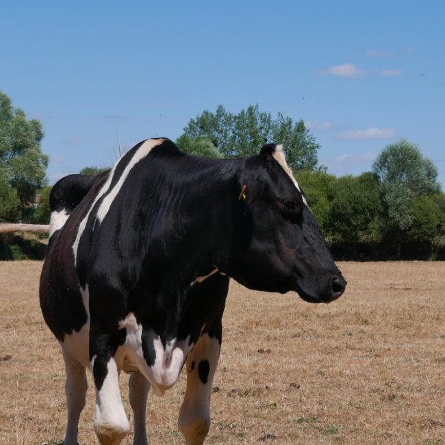 ClÉsdeslacs - Animal de ferme Vache à adopter