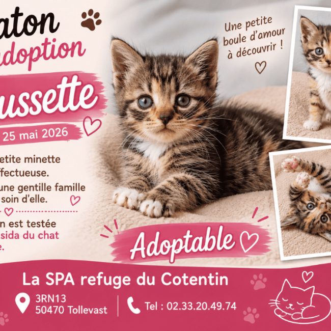 Chaussette réservé - Chat Européen à adopter