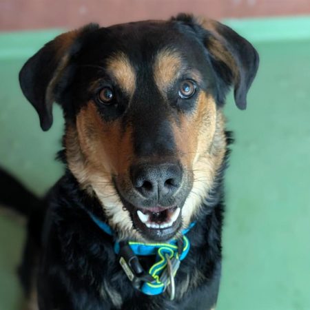 Gio - Chien à adopter