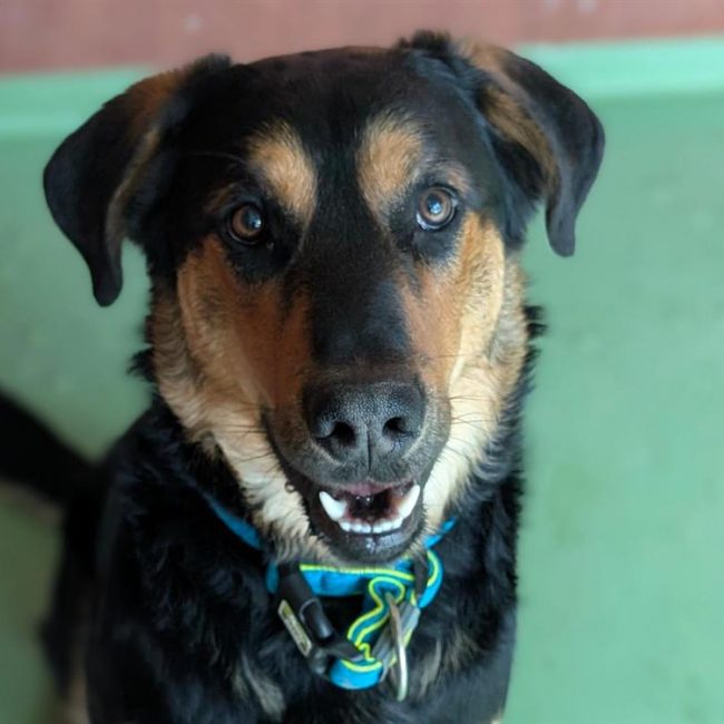 Gio - Chien à adopter