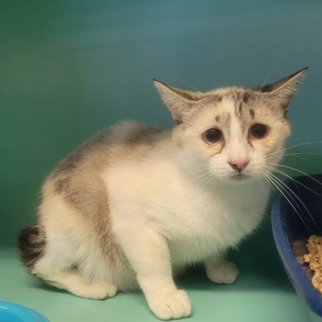 Fantasia - Chat Européen à adopter