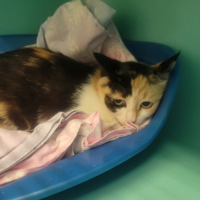 Festina - Chat Européen à adopter