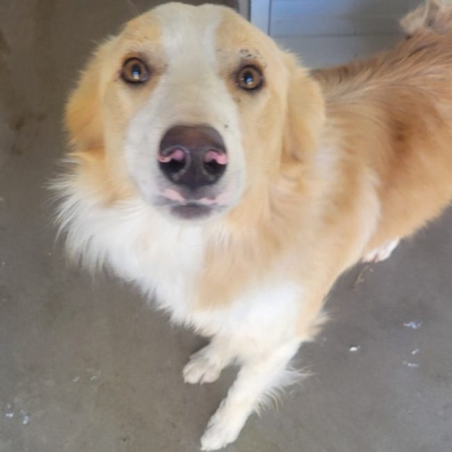 Atlanta - Chien à adopter
