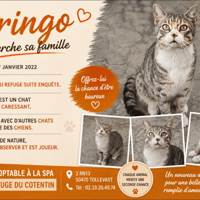 Gringo - Chat Européen à adopter