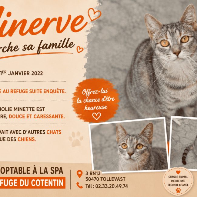 Minerve - Chat Européen à adopter