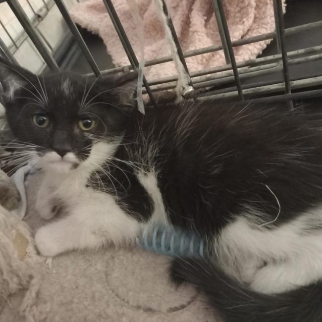Bifur - Chat Européen à adopter