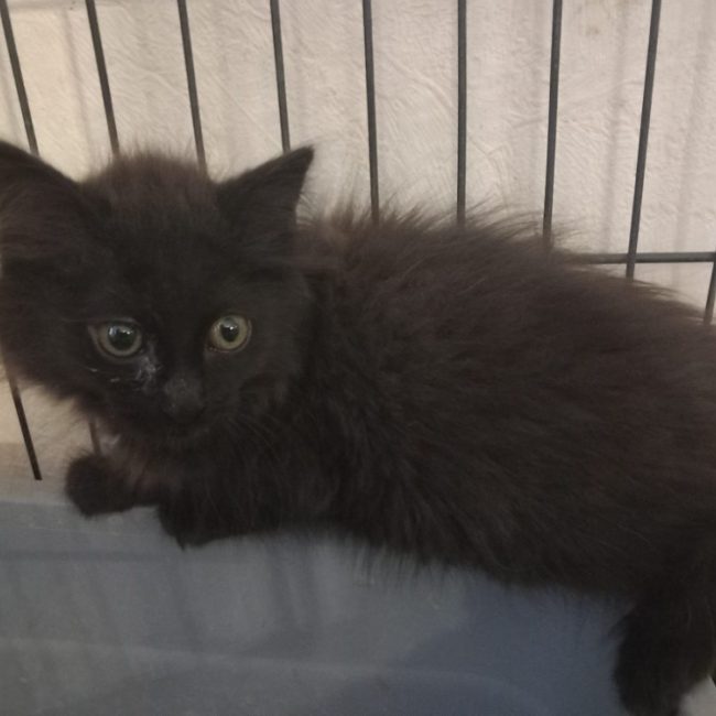 Bulma - Chat Européen à adopter