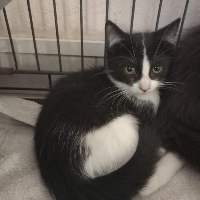 Buffy - Chat Européen à adopter