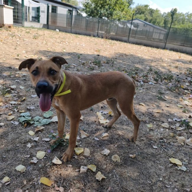 Asko - Chien à adopter