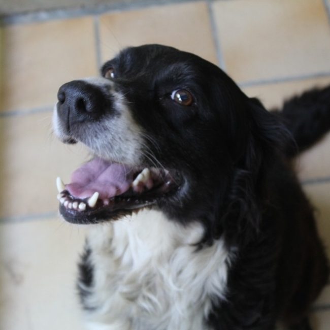 Bloo - Chien Border Collie à adopter