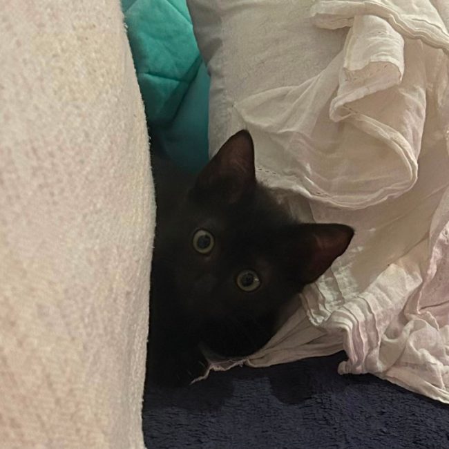 Bella
