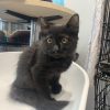 Blacky