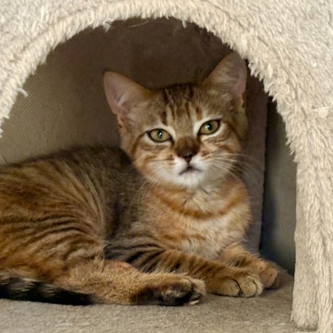 Cupi - Chat Européen à adopter