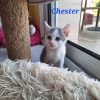 Chester