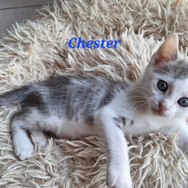 Chester - Chat Européen à adopter