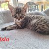 Isla
