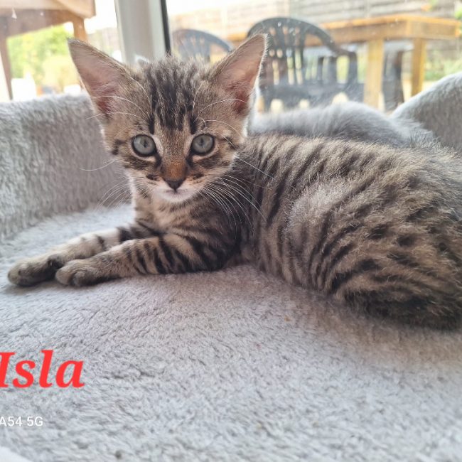 Isla