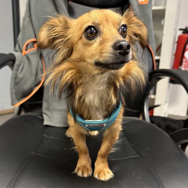 Duracel - Chien à adopter