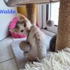 Waldo a trouve sa famille