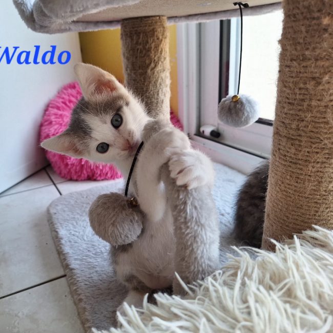 Waldo - Chat Européen à adopter