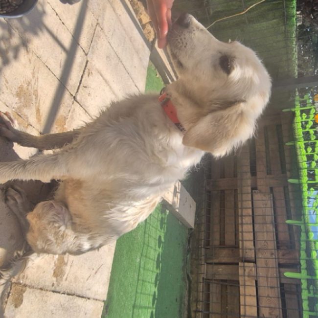 Tosca - Chien Berger des Pyrénées à adopter