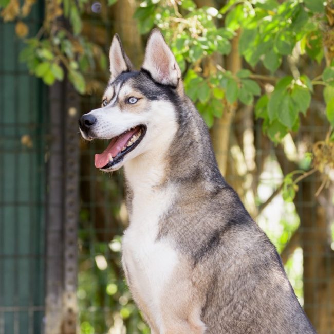 Meeko - Chien Husky Sibérien à adopter