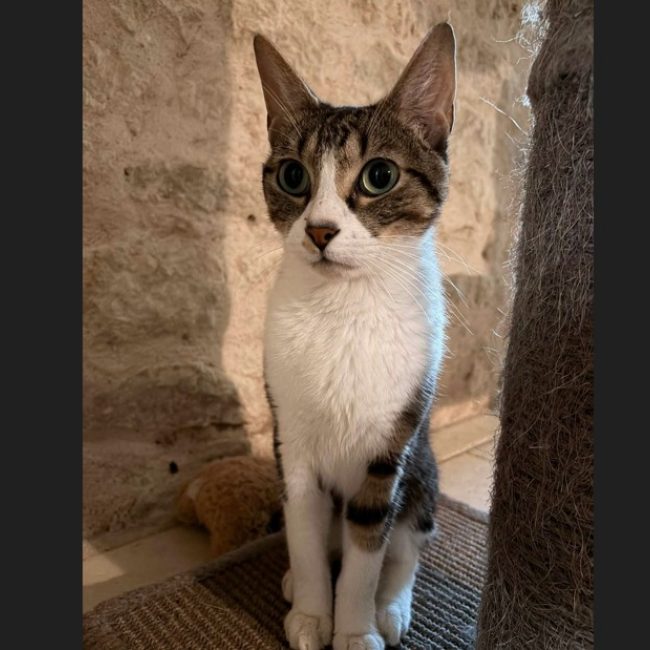 Haribo - Chat Européen à adopter