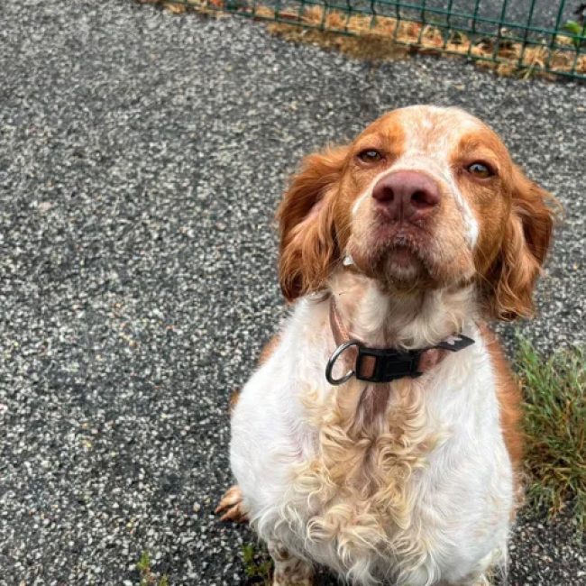 Tess - Chien Epagneul Breton à adopter