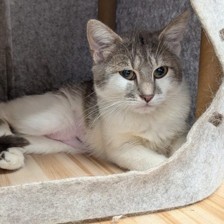 Jess - Chat Européen à adopter