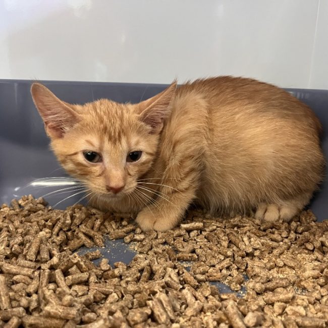 Marley - Chat Européen à adopter