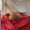 Bobette