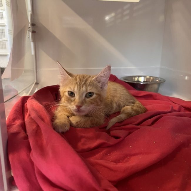 Bobette - Chat Européen à adopter