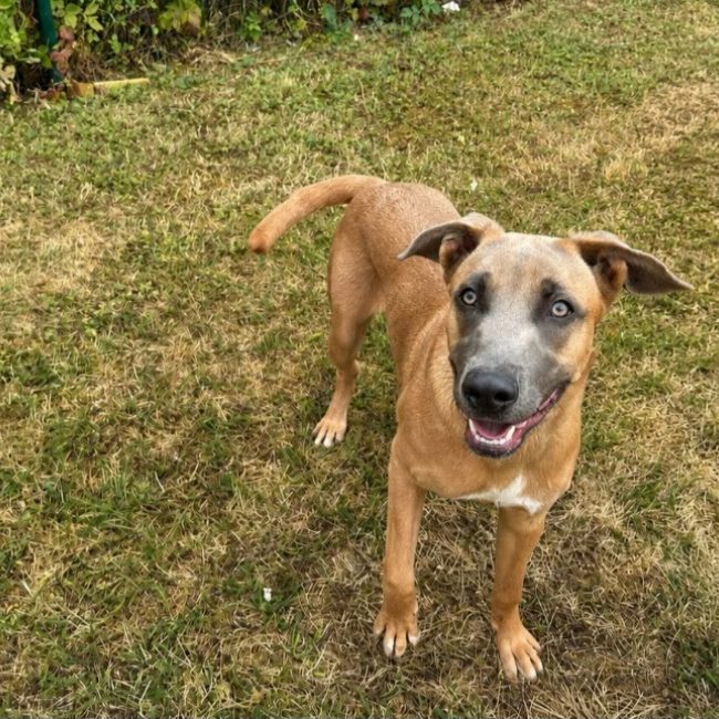 Atome - Chien à adopter