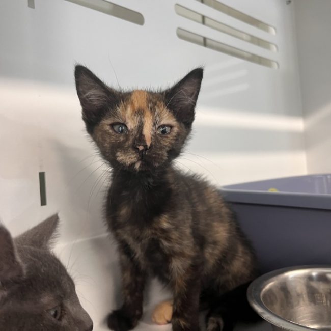 Pixel - Chat Européen à adopter